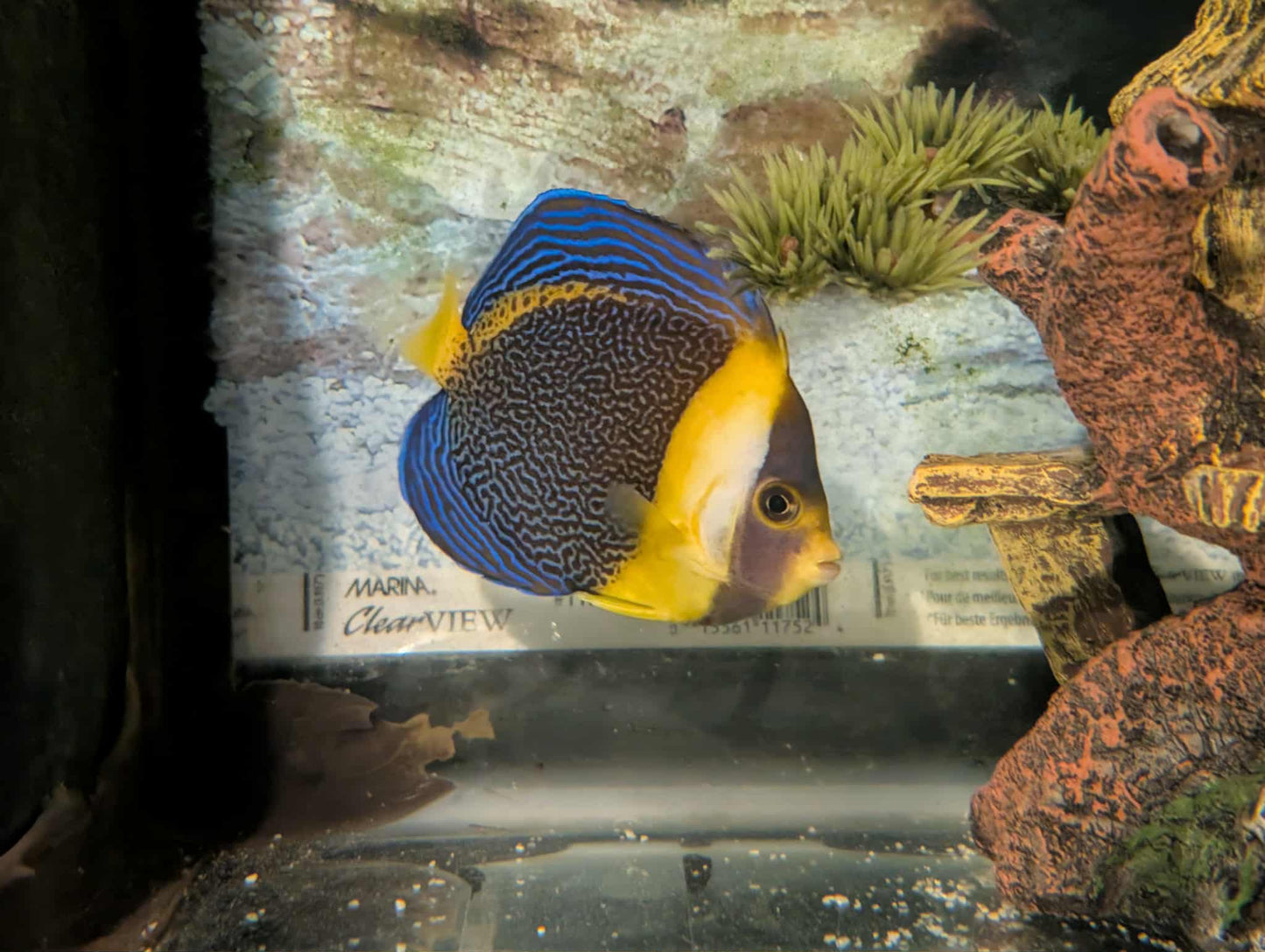 Quarantined Scribble Angelfish (Female)
