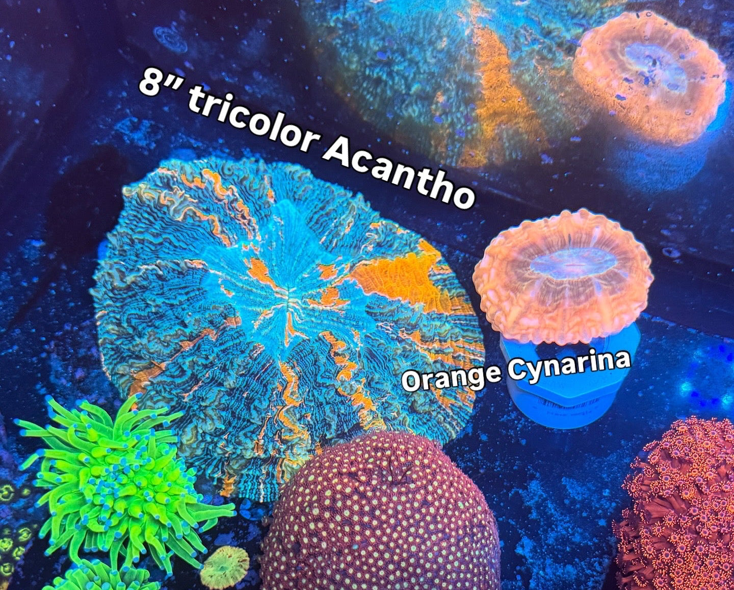8” Tricolor Acanthophyllia (WYSIWYG)