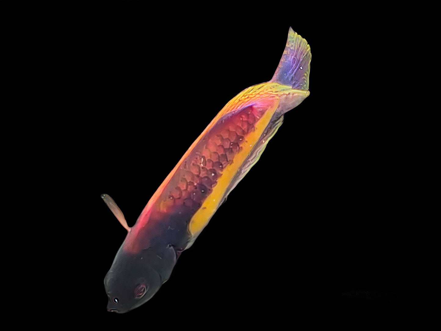 Quarantined Randall’s Fairy Wrasse Pair
