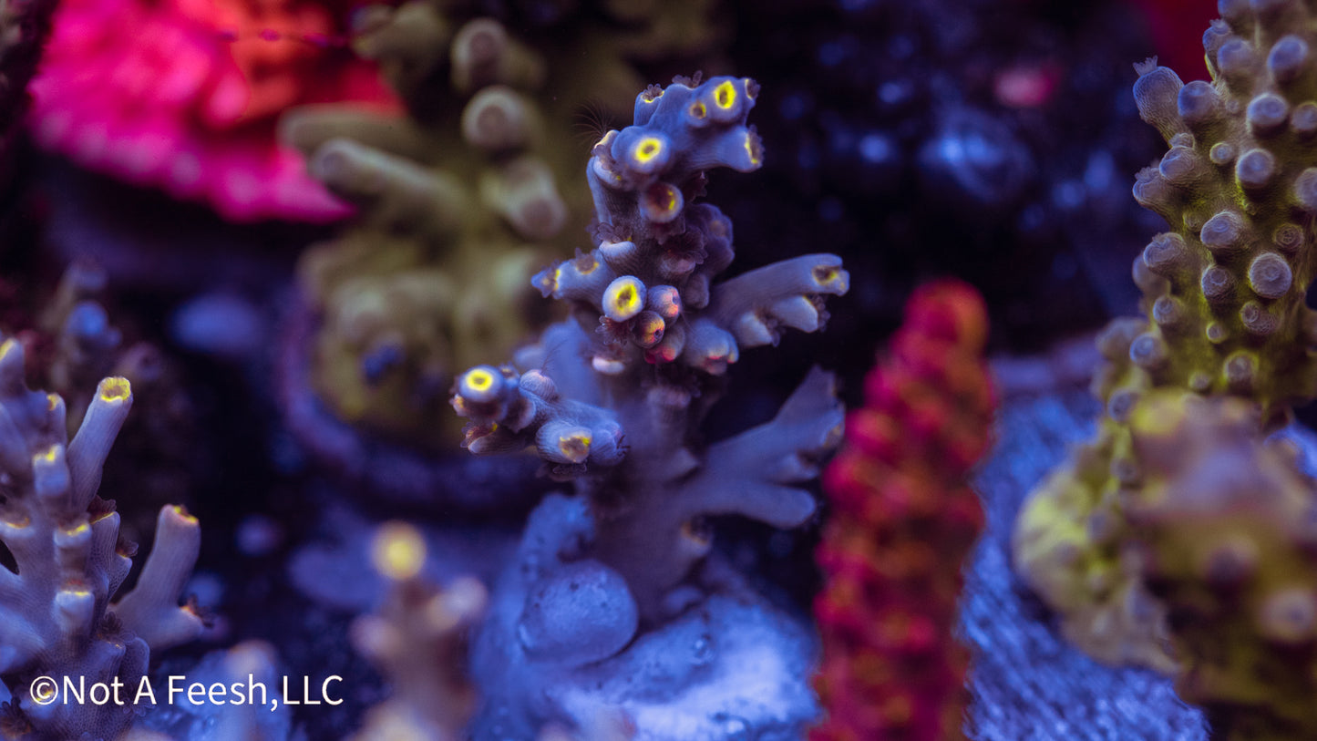 NAF Event Horizon Speciosa (WYSIWYG)