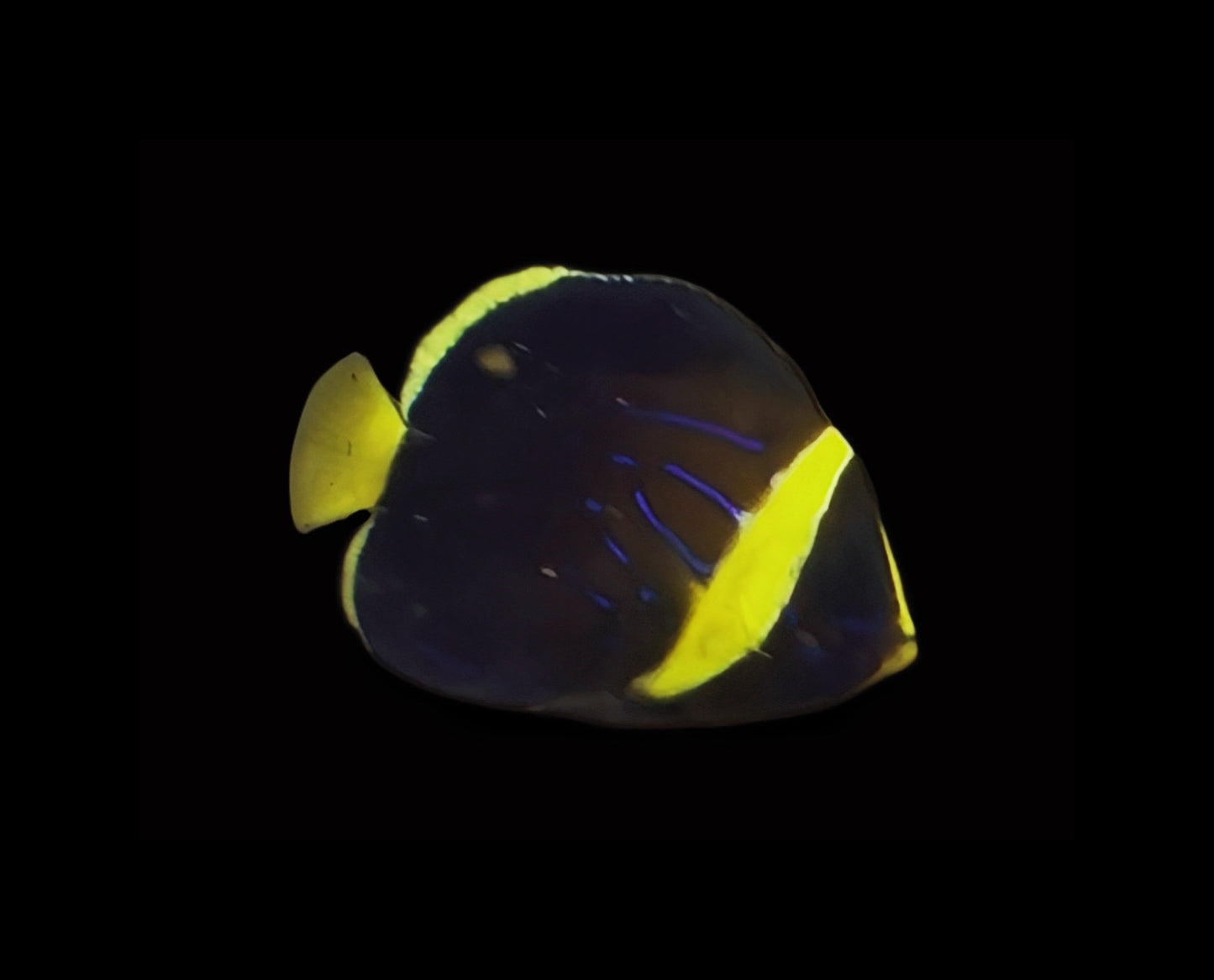 Quarantined Blueline Angel Fish - Juvenile