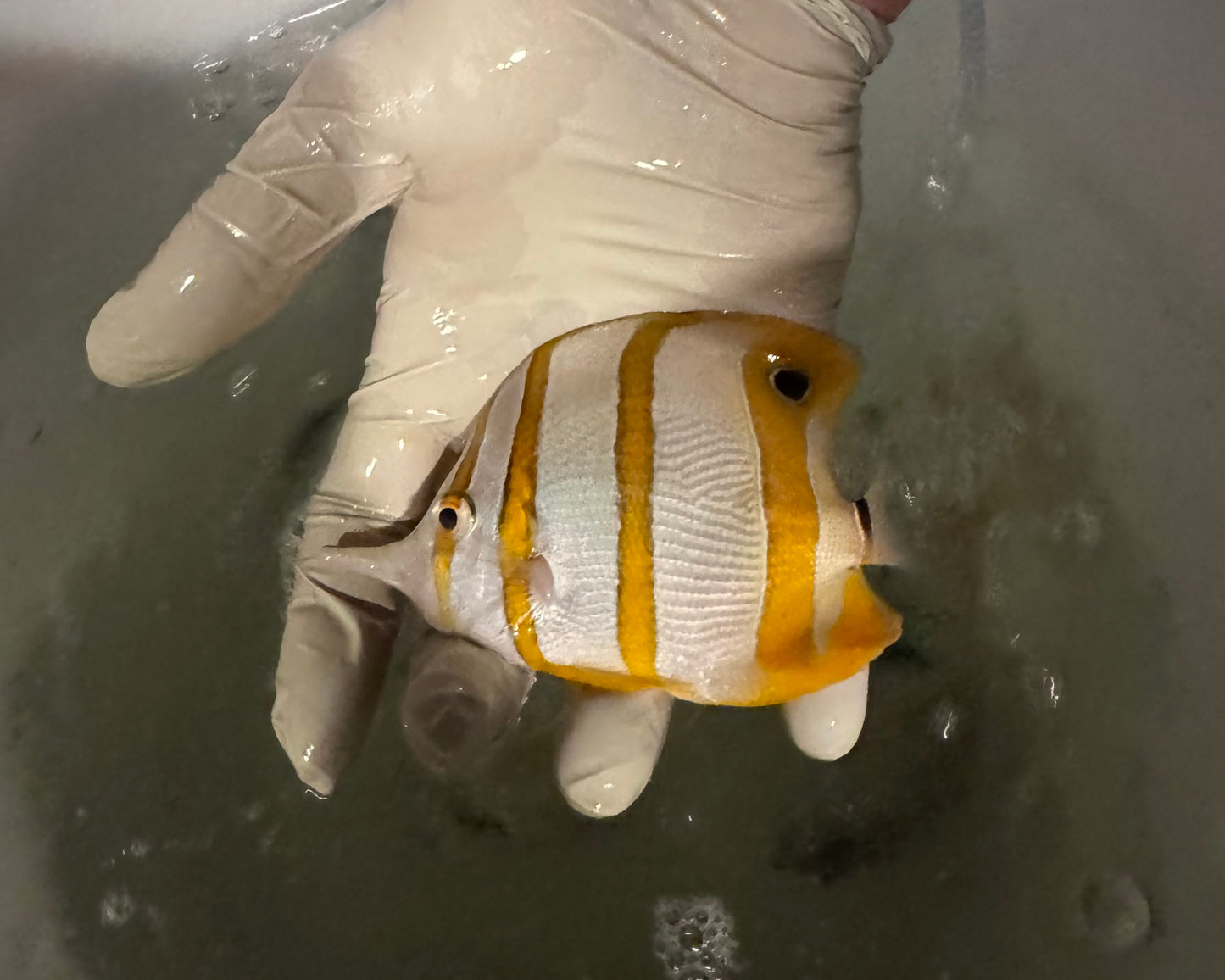 Quarantined Copperband Butterfly