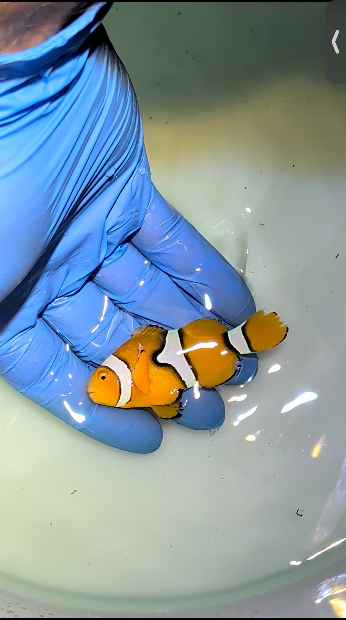 Super Black Percula Clownfish Pair (Qurantined)