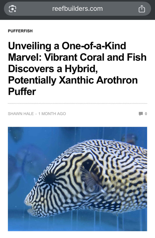 Quarantined Hybrid Xanthic Puffer fish (Mr. Puffy)