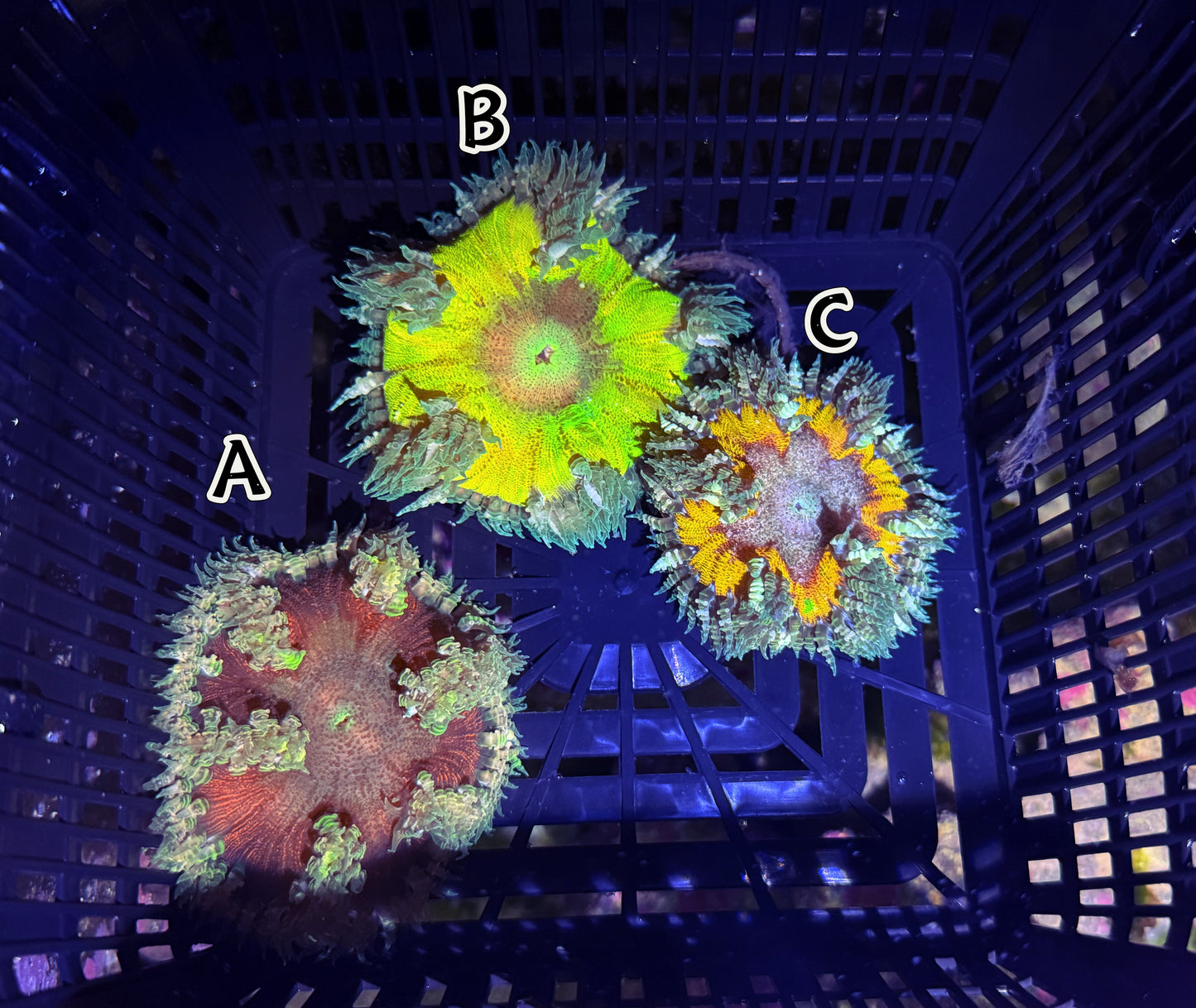 Rock Flower Anemone B(WYSIWYG)