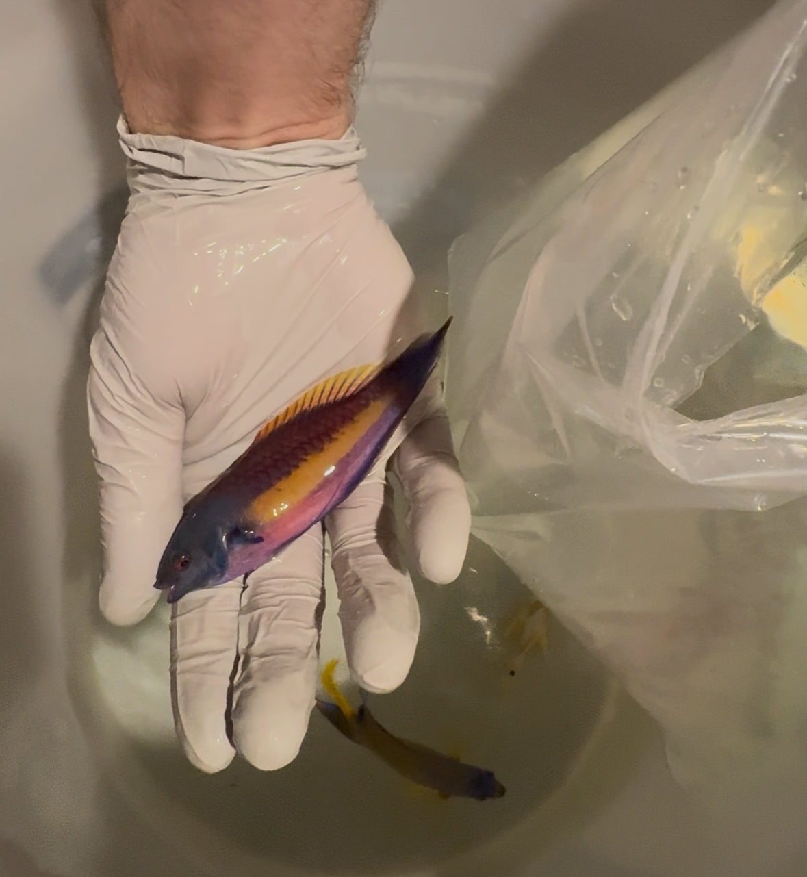 Quarantined Randall’s Fairy Wrasse Pair