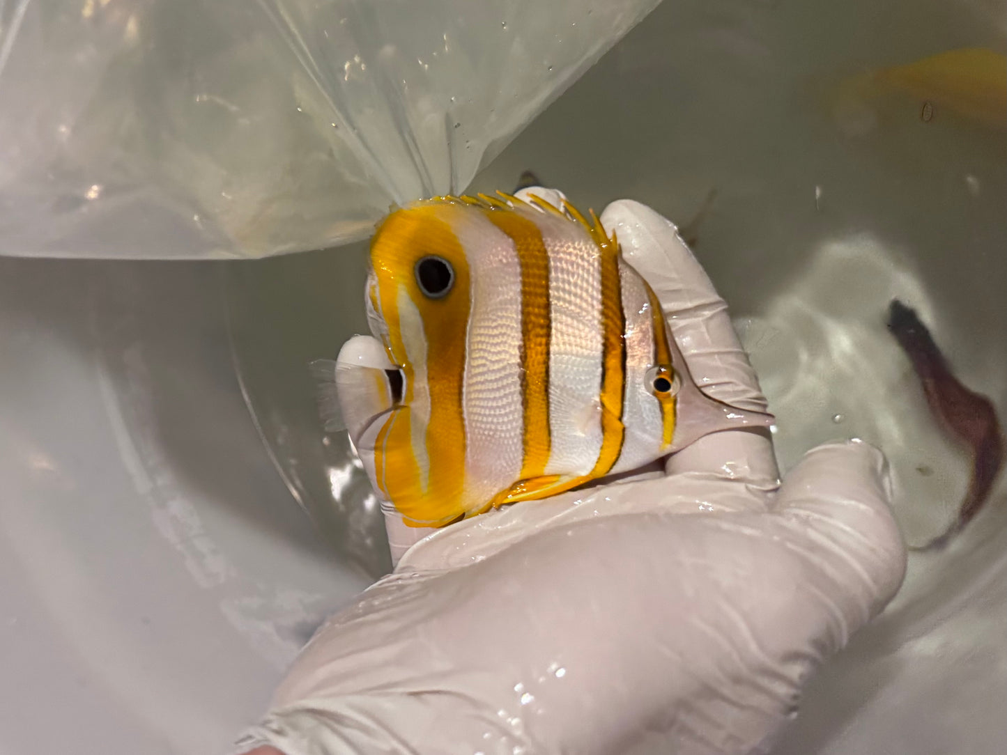 Quarantined Copperband Butterfly