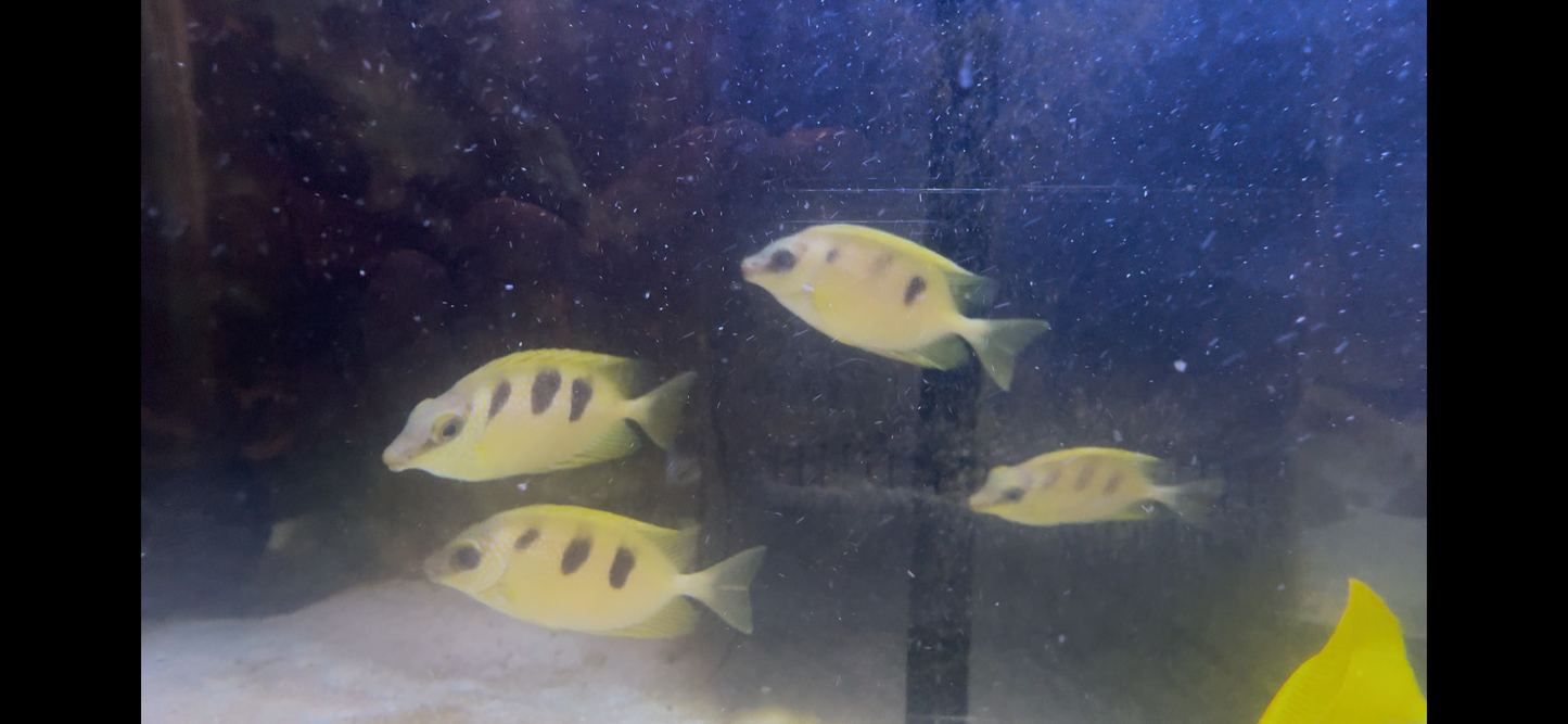 Quarantined Three Spot Rabbit fish (Siganus trispilos)**RARE**