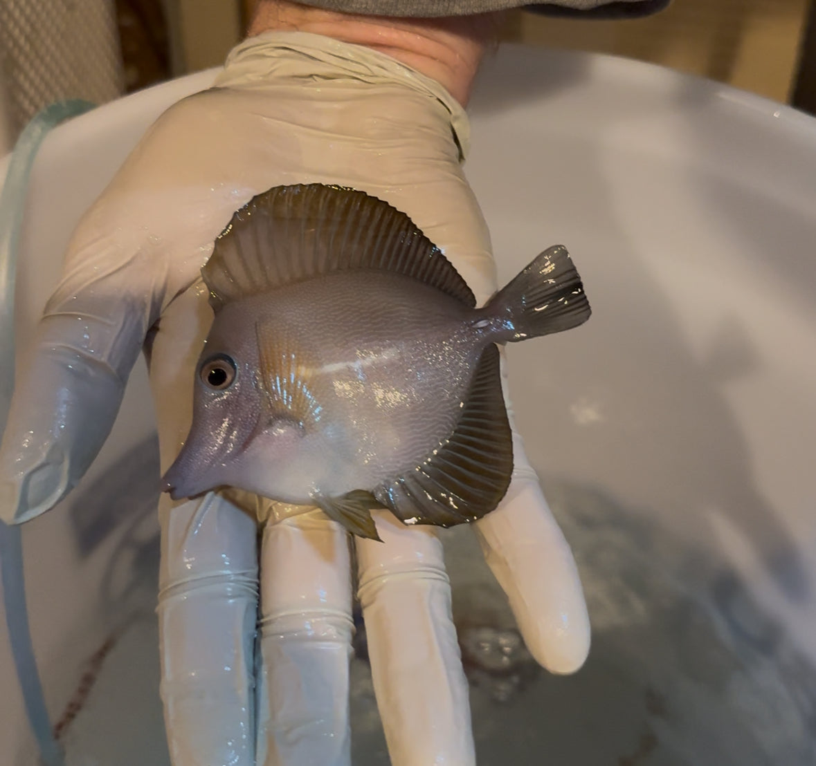 (Preorder) Scopas Tang