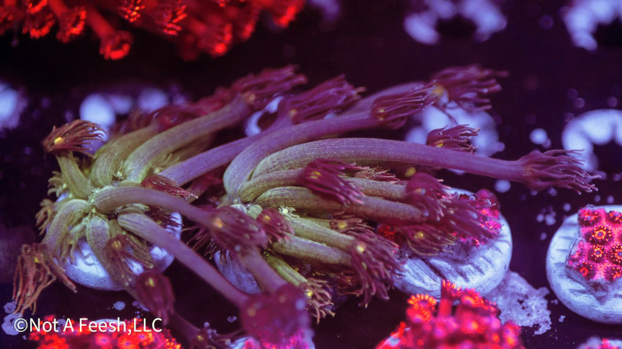 RM - Pink Daisy Gonis