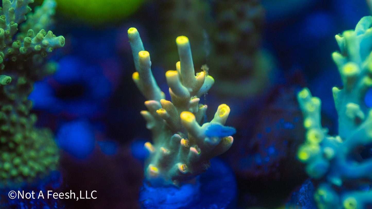 NAF Saffron Don (WYSIWYG)