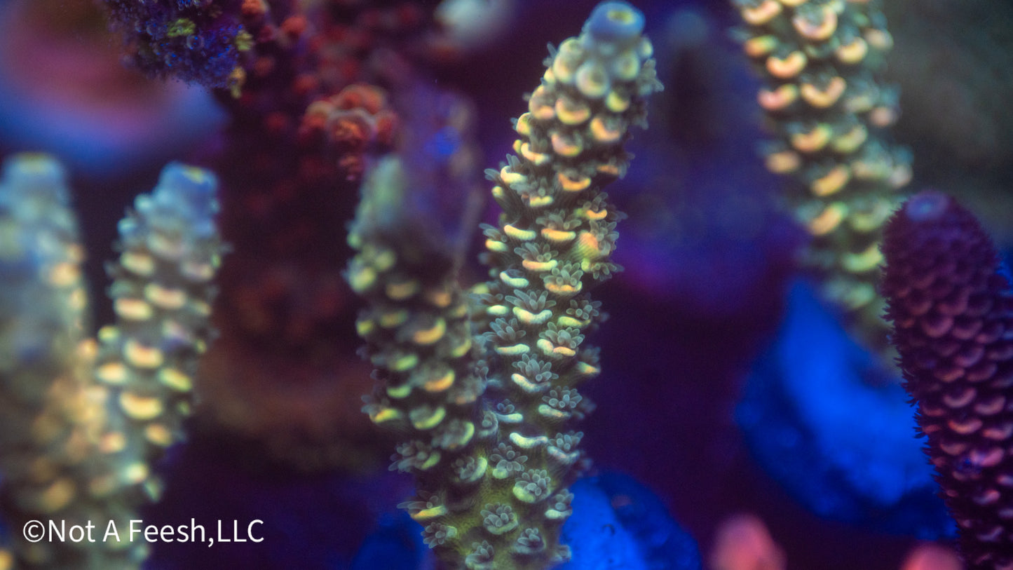 NAF Psilocybin (WYSIWYG)