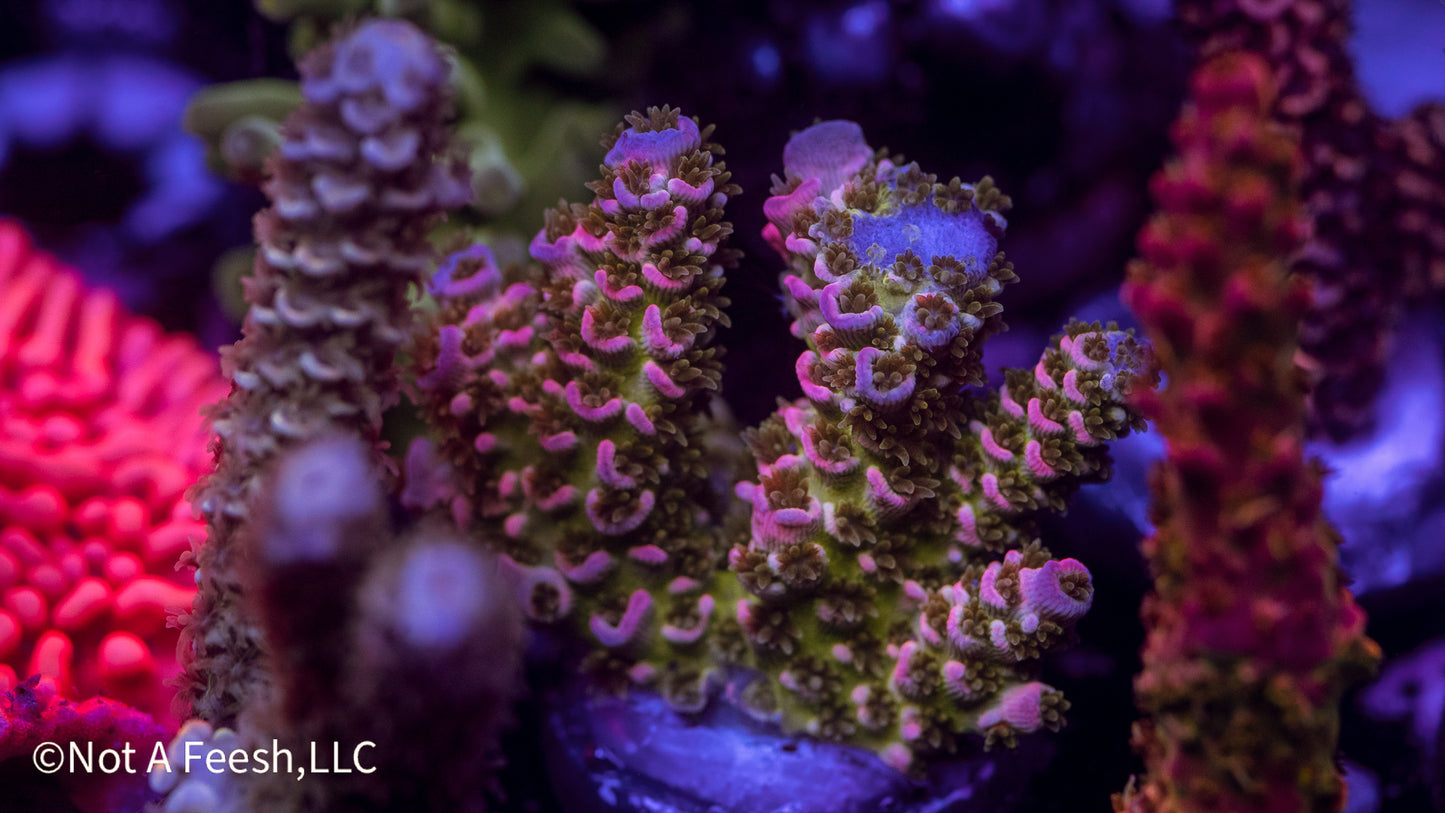 NAF Tutti Frutti (WYSIWYG)