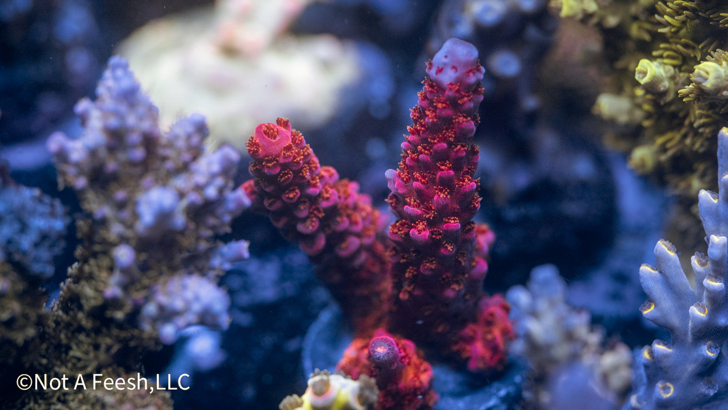 PC Rainbow (WYSIWYG)