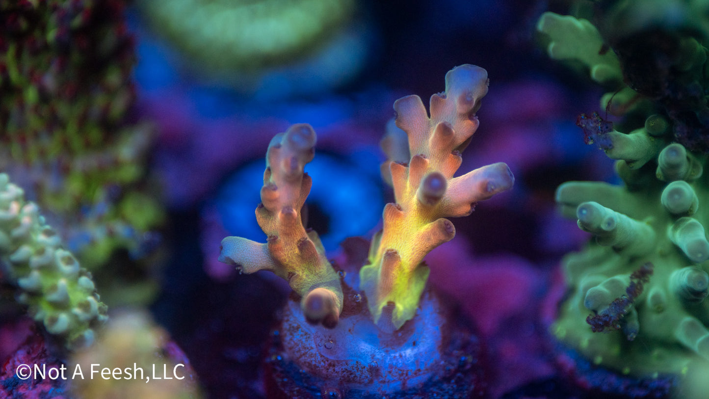 NAF Helen Keller (WYSIWYG)