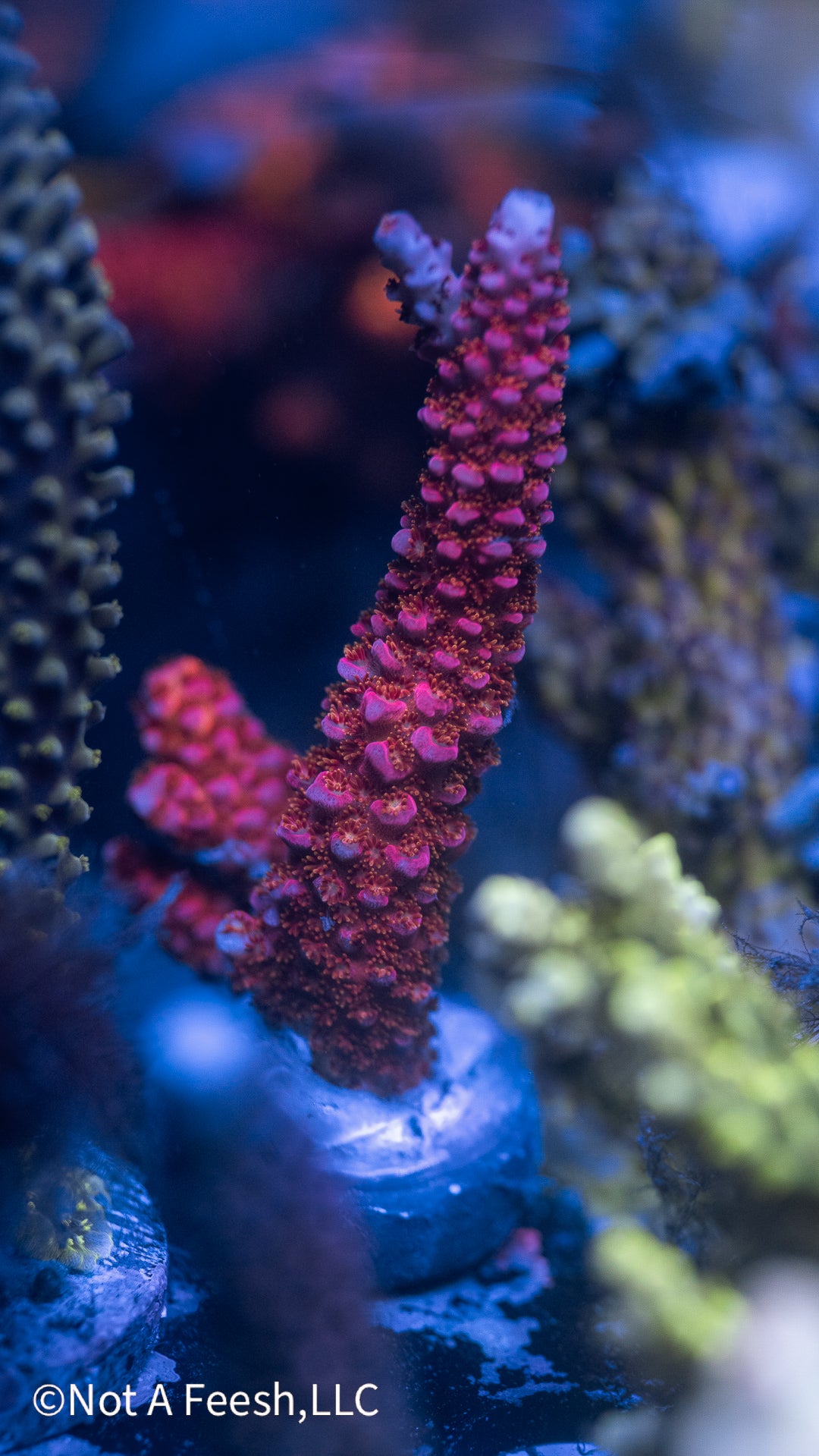 PC Rainbow (WYSIWYG)