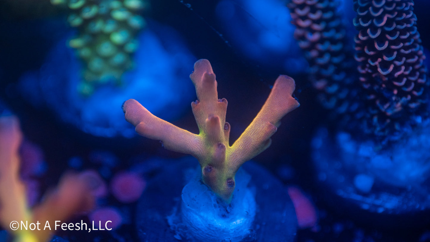 NAF Helen Keller (WYSIWYG)