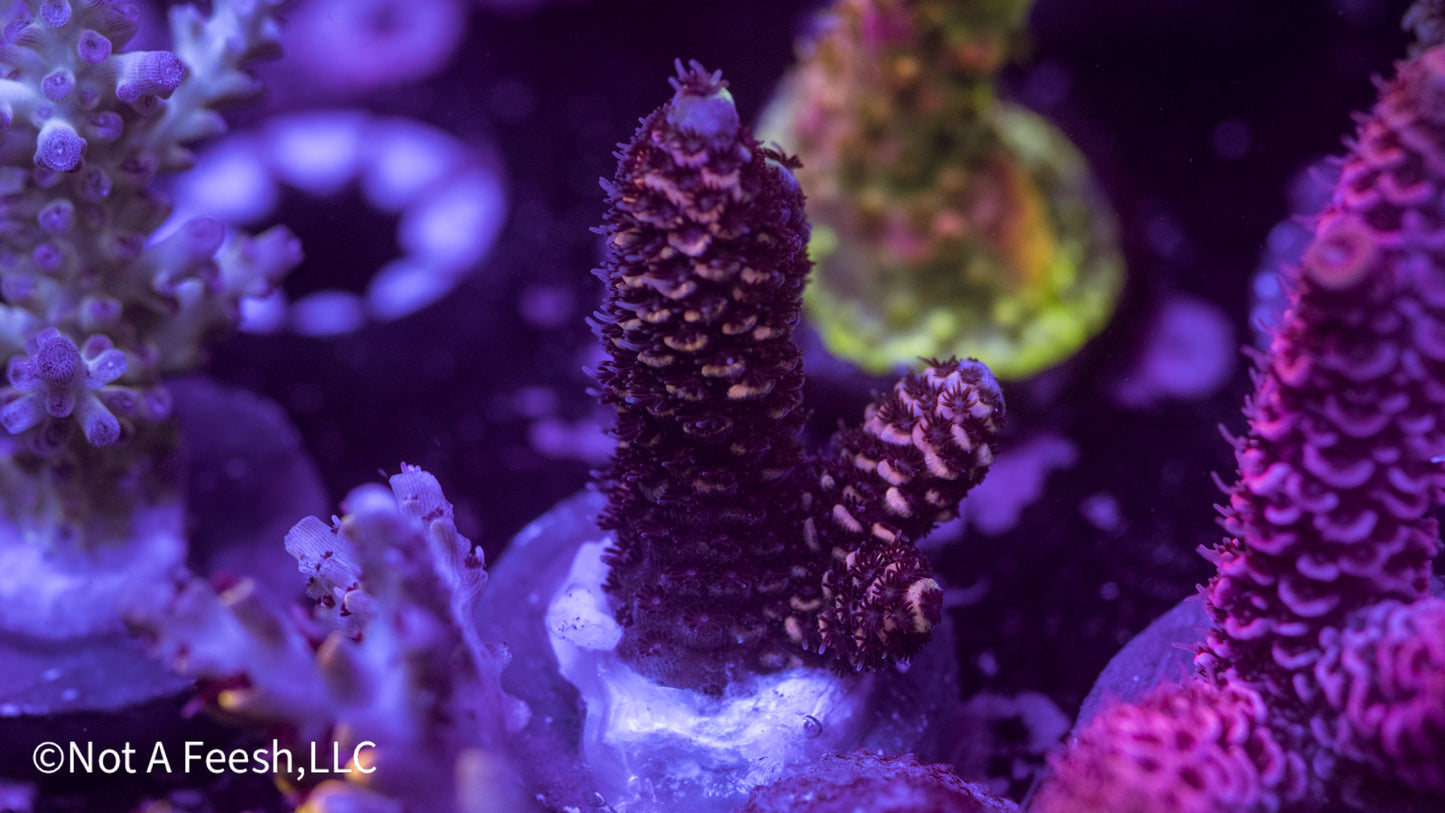 NAF Dragon Skin (WYSIWYG)