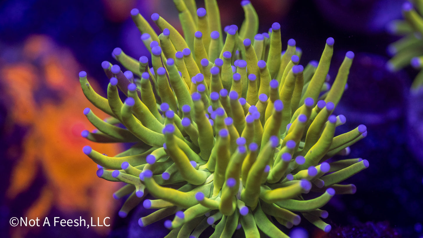 Grafted Indo Banana Grail