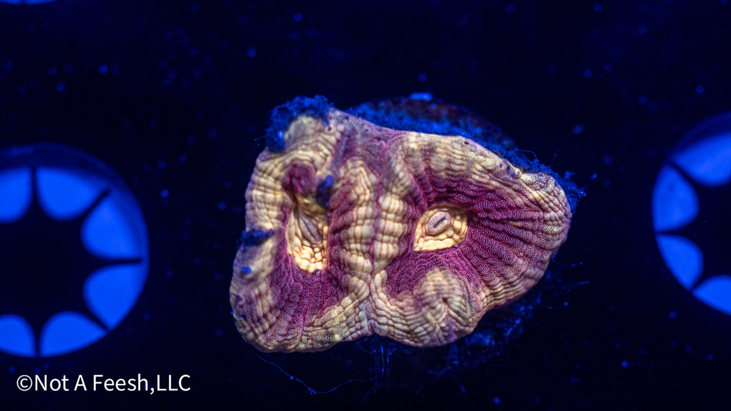 NAF Crown of Helios Favia (WYSIWYG)