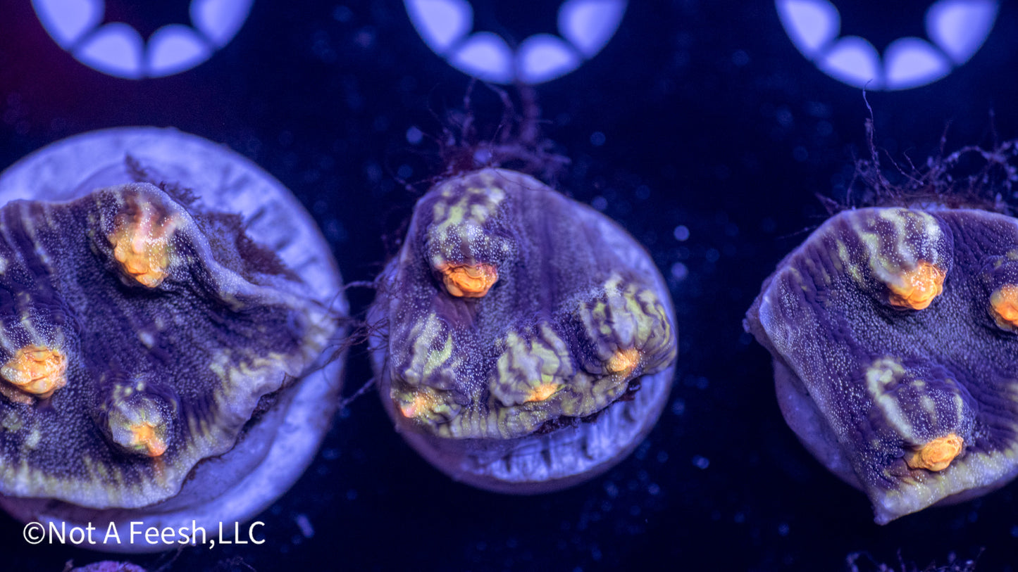 NAF Pulsar Chalice (WYSIWYG)