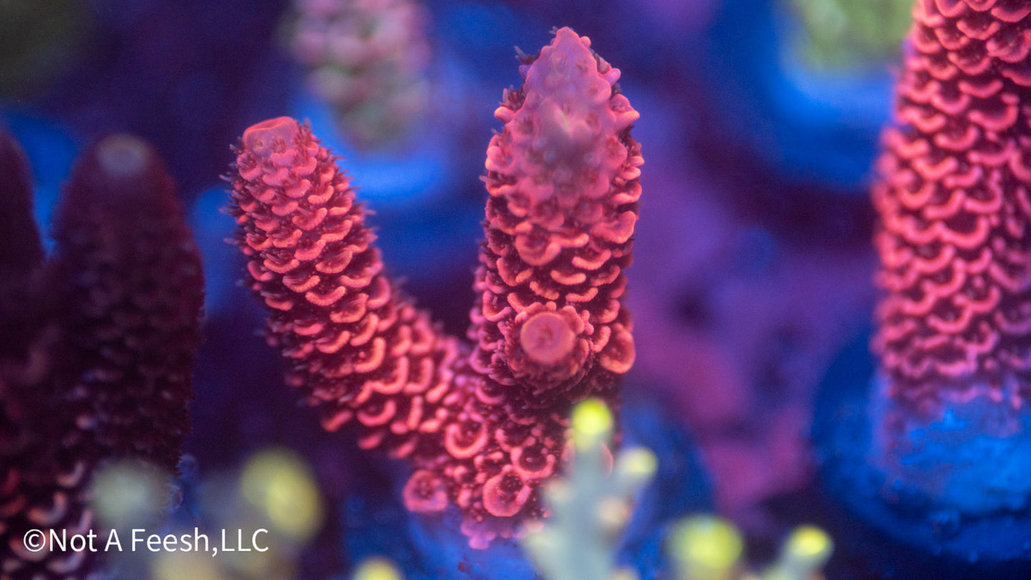 Hot Pink Spathulata (WYSIWYG)