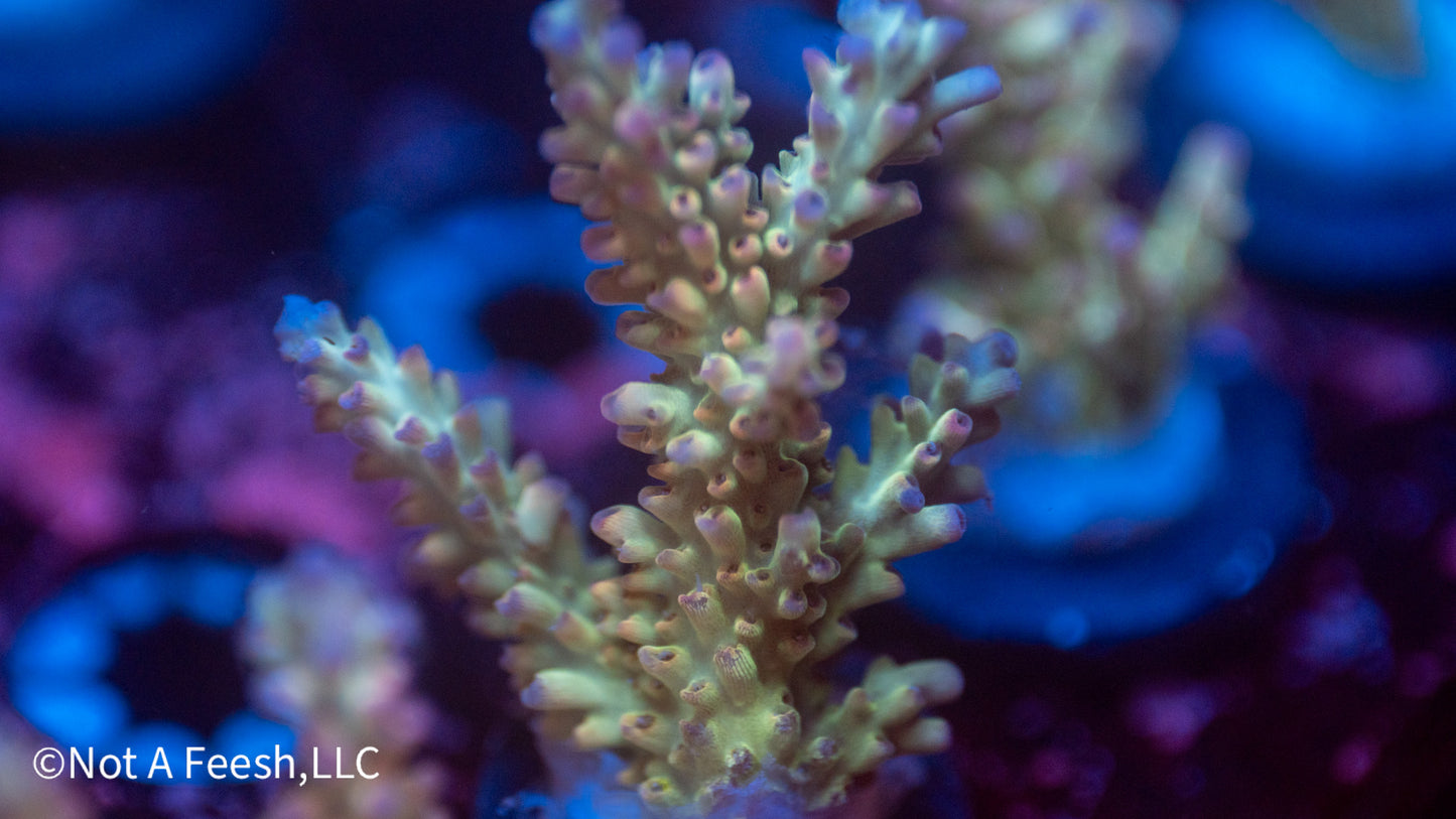 NAF Malaysian Shortcake (WYSIWYG)