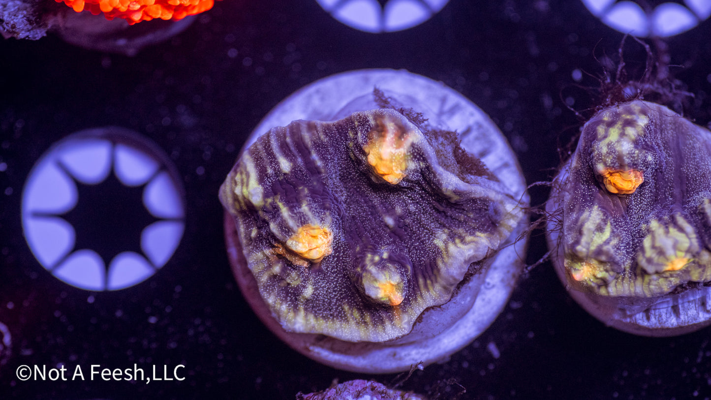 NAF Starry Night Mycedium Chalice (WYSIWYG)