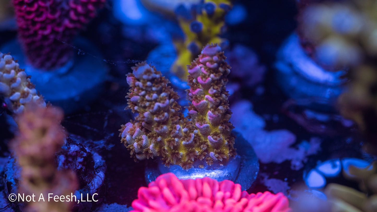 NAF Tutti Frutti Tenuis (WYSIWYG)