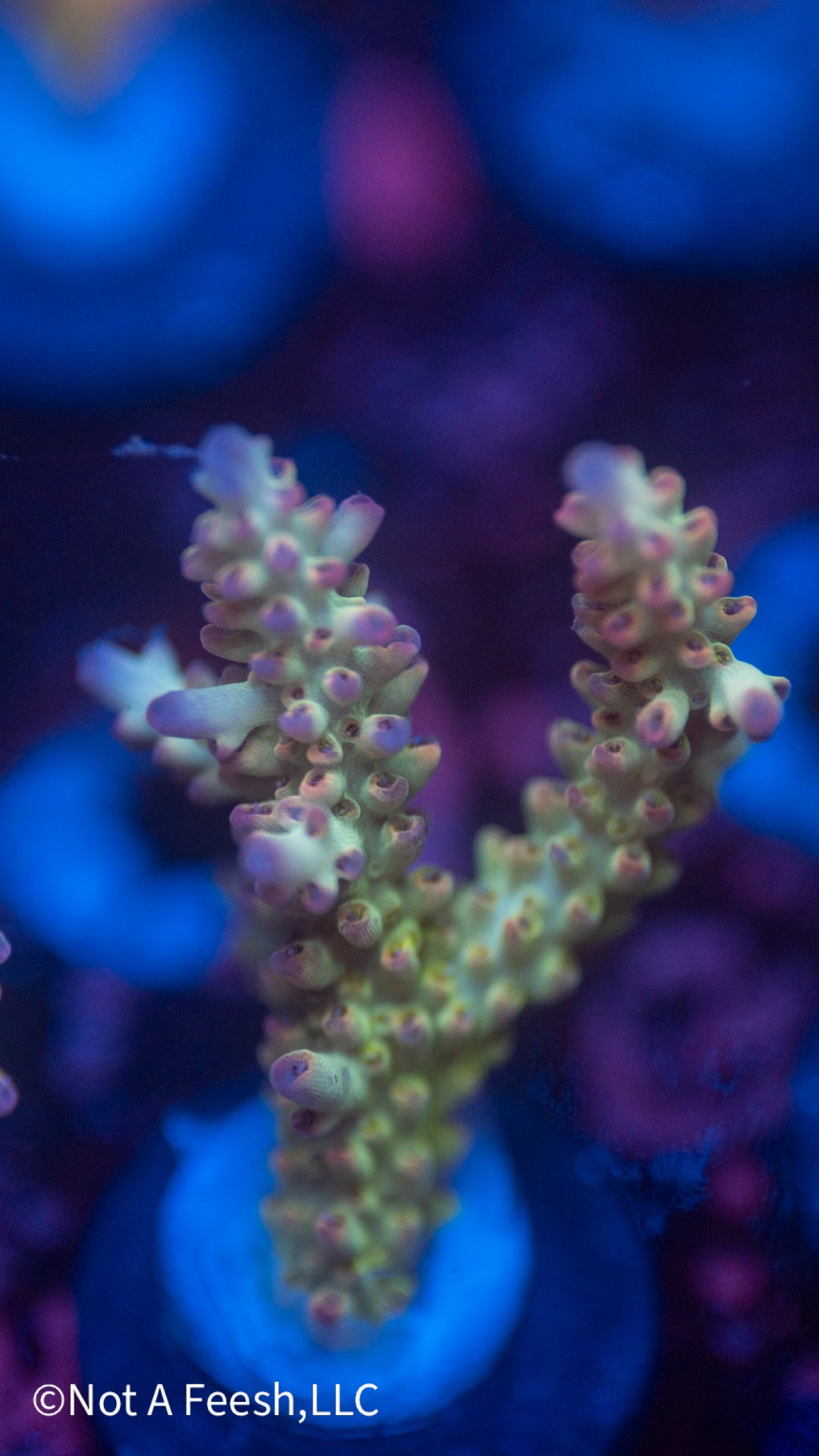 NAF Malaysian Shortcake (WYSIWYG)