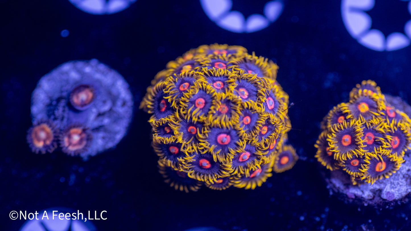 NAF Vaporeons (WYSIWYG)