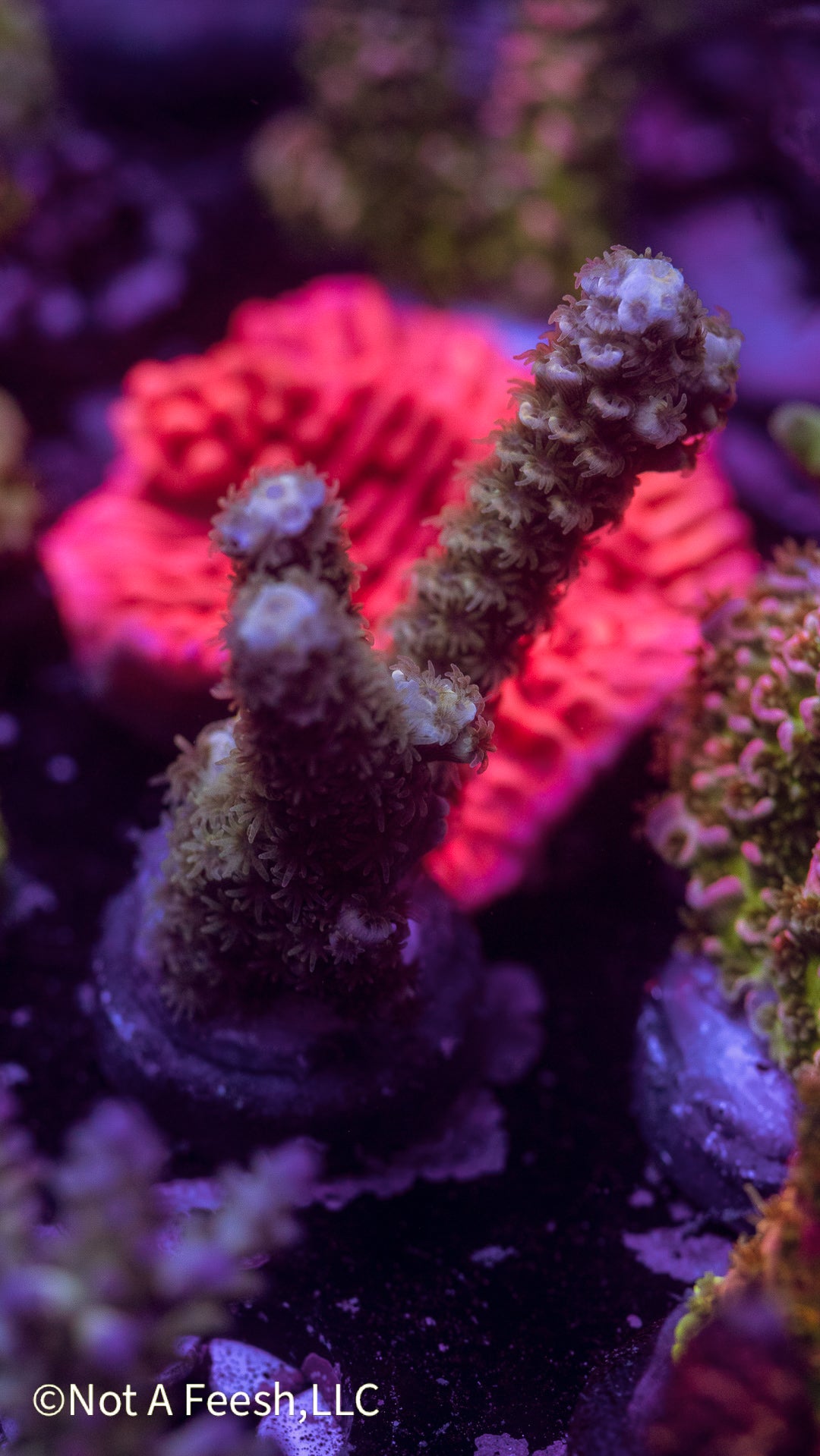 NAF Frosted Pine Tenuis (WYSIWYG)