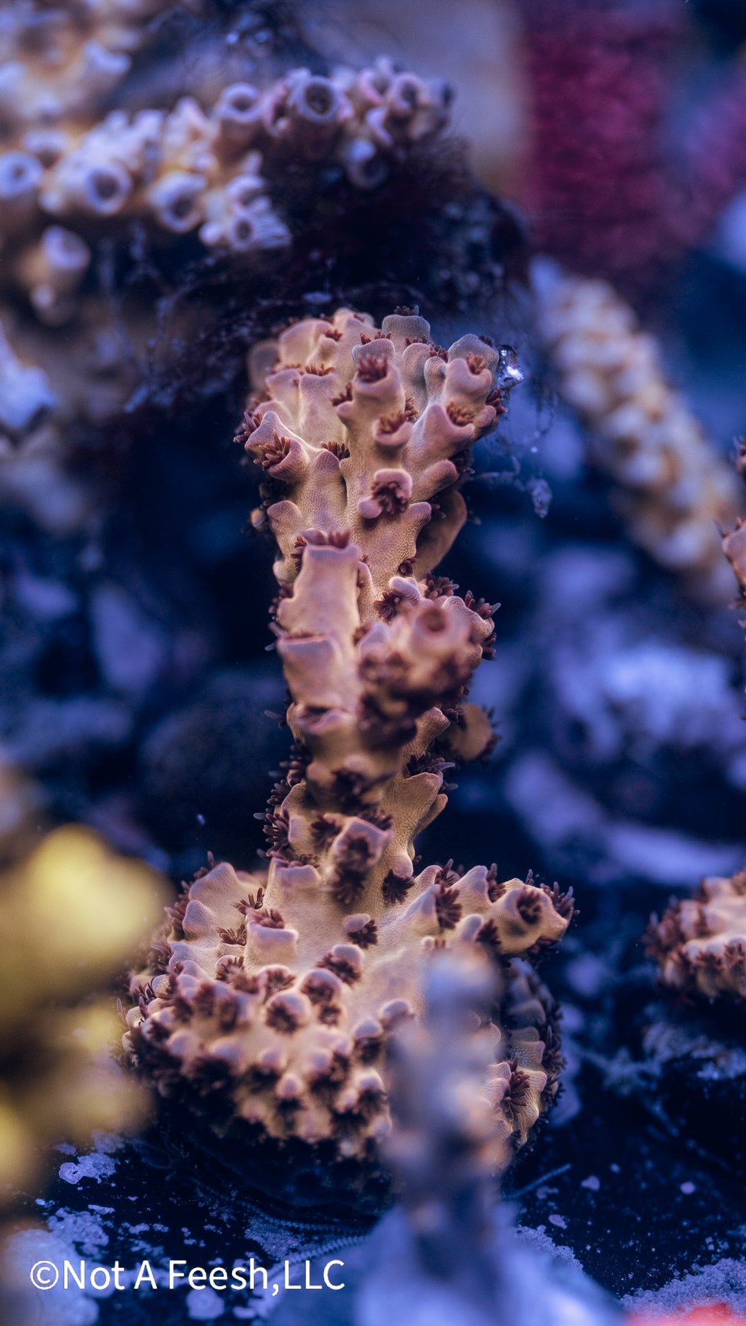 NAF Tiramisu (WYSIWYG)