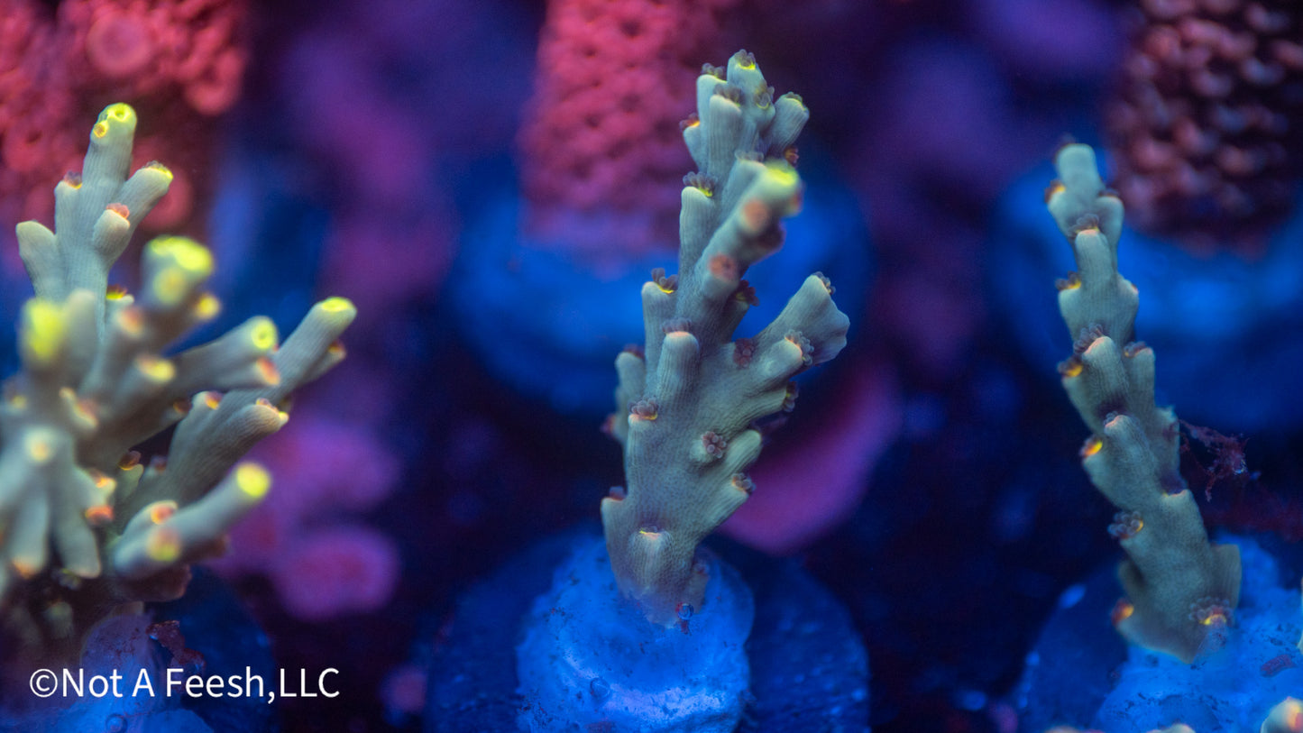 NAF Sarawak Sunset (WYSIWYG)