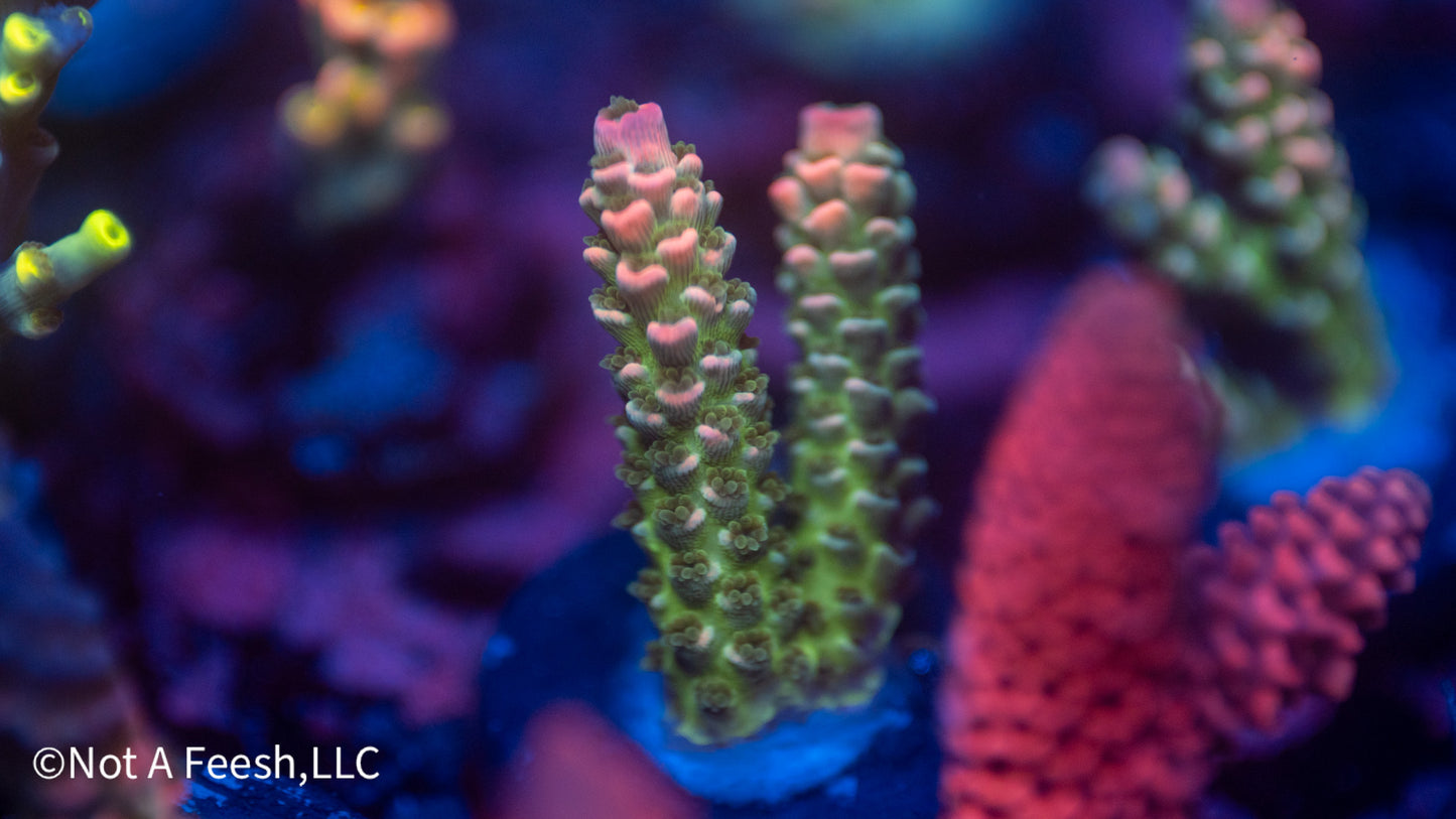 NAF Tutti Frutti (WYSIWYG)