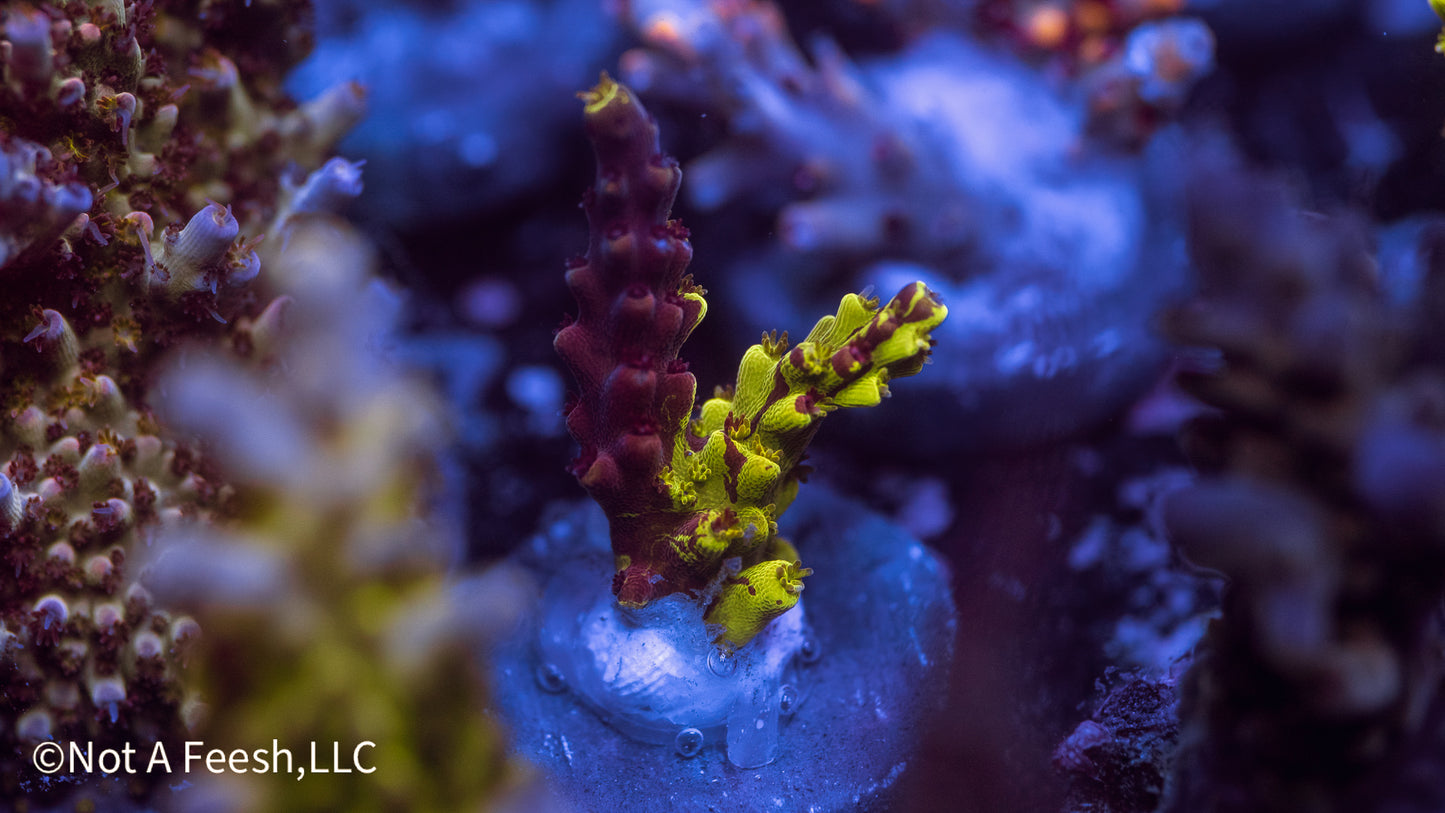 POTO Jekyll and Hyde (WYSIWYG)