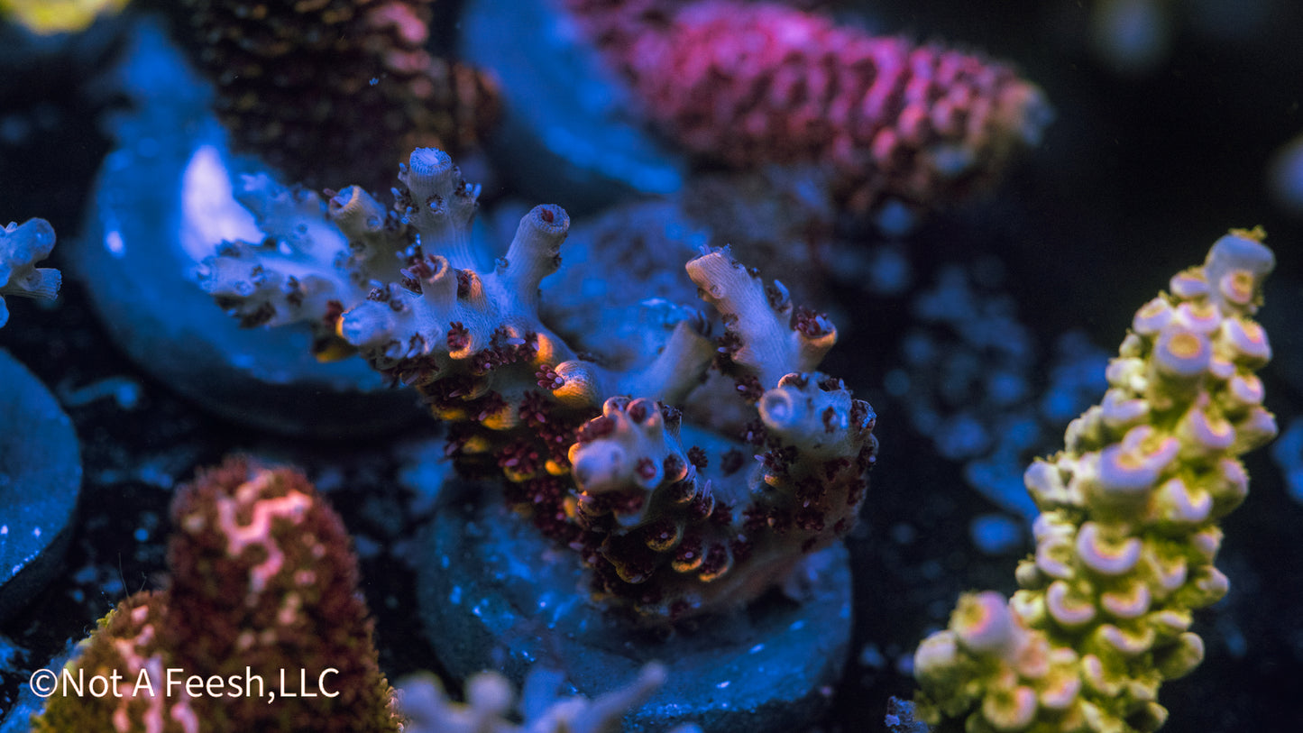 RR Wolverine (WYSIWYG)