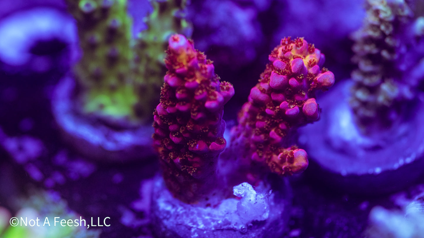 PC Rainbow (WYSIWYG)