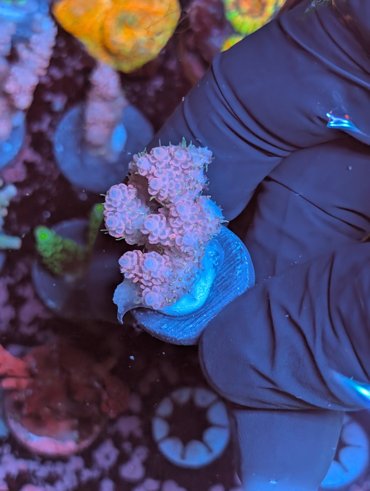 Pink Acropora Hyacinthus A (WYSIWYG)