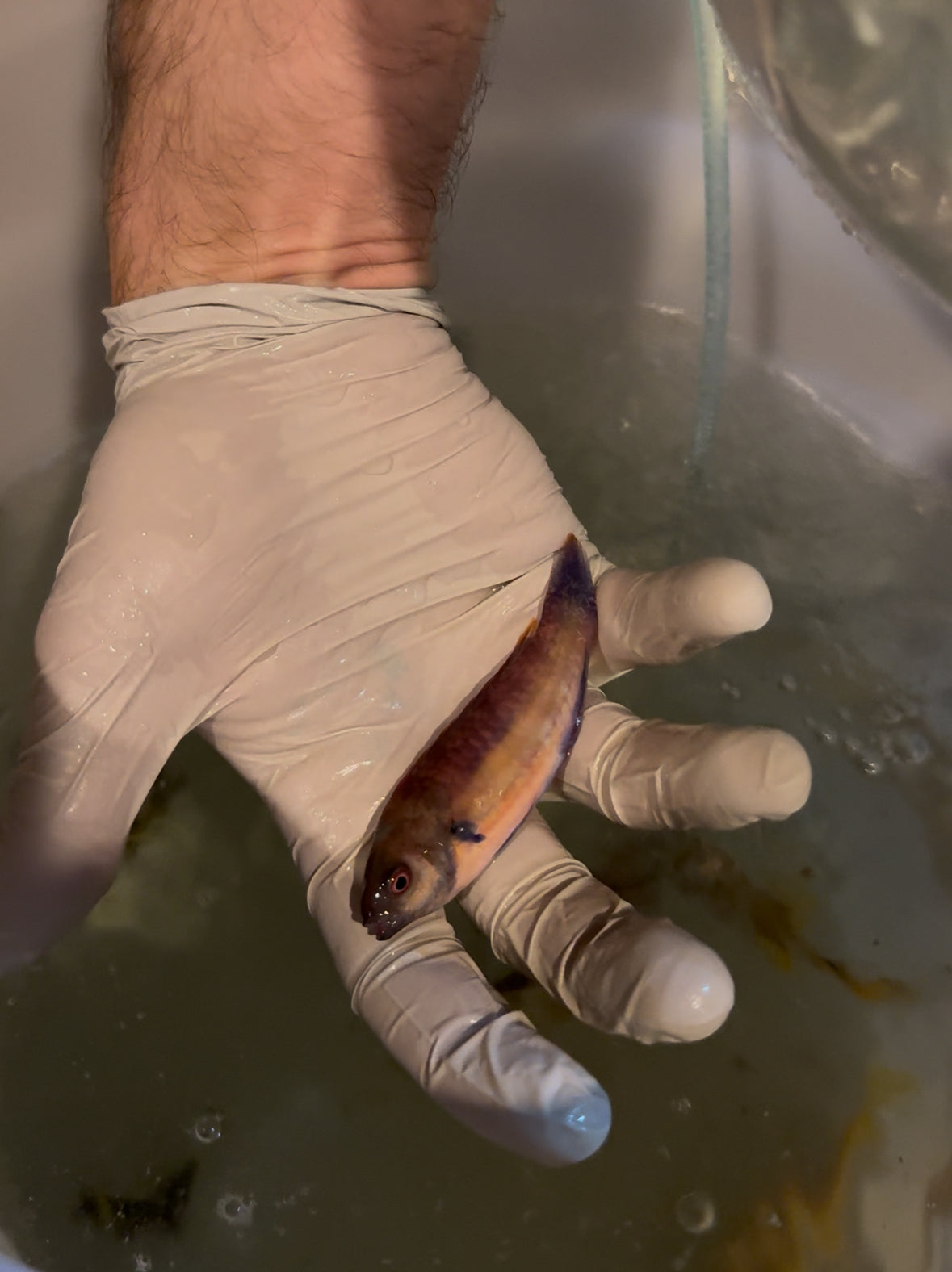 Quarantined Randall’s Fairy Wrasse Pair