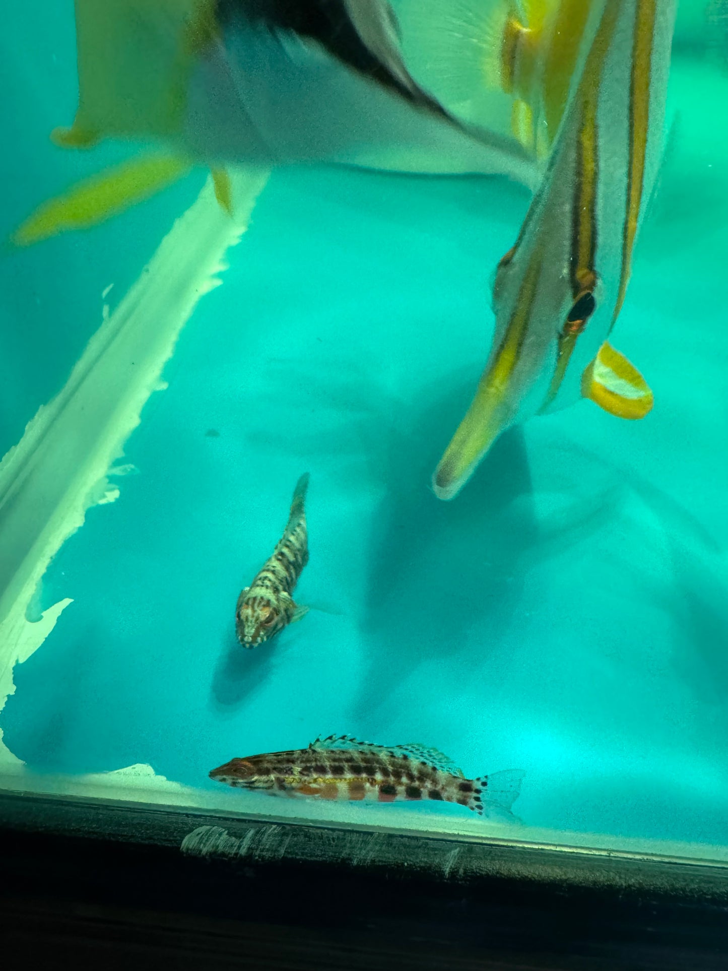Lantern Basslet(Quarantined)