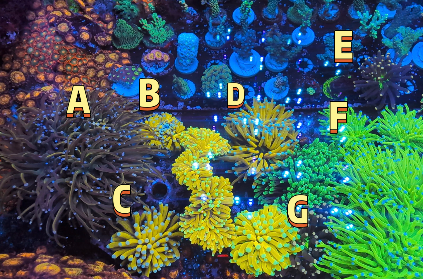 Rapunzel Holy Grail Torch A (1 Head)