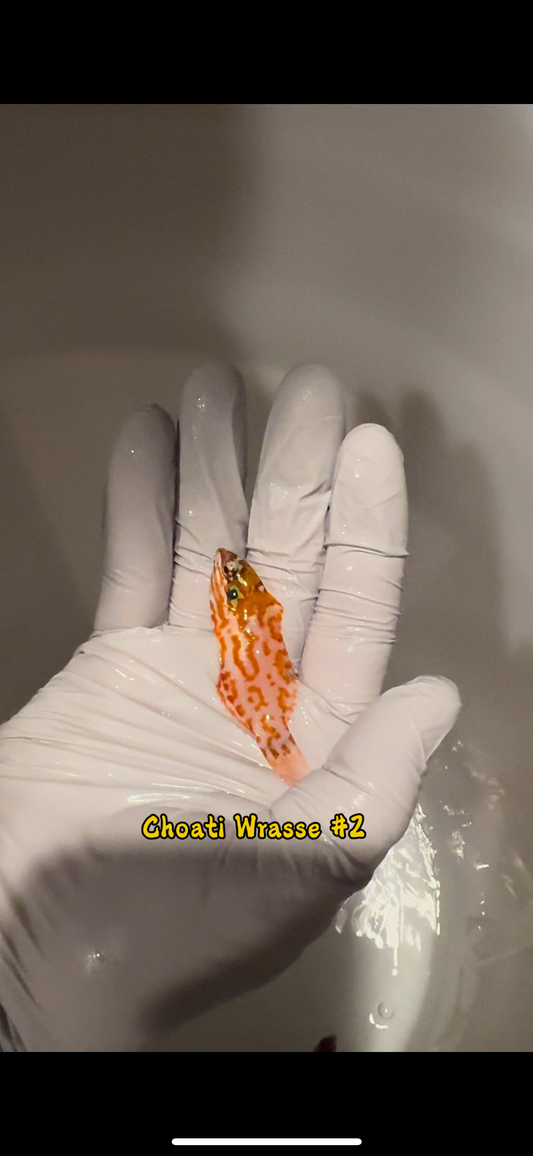 Quarantined Choati Wrasse (Macropharyngodon choati)