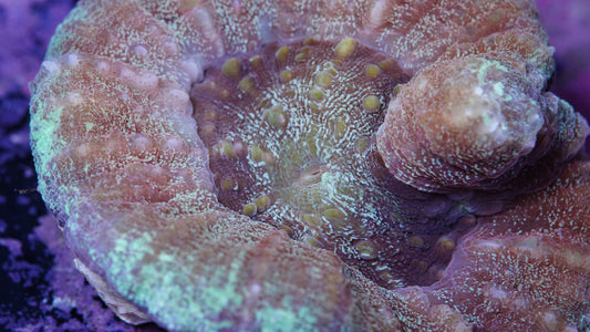 Glitter Scoly (WYSIWYG)