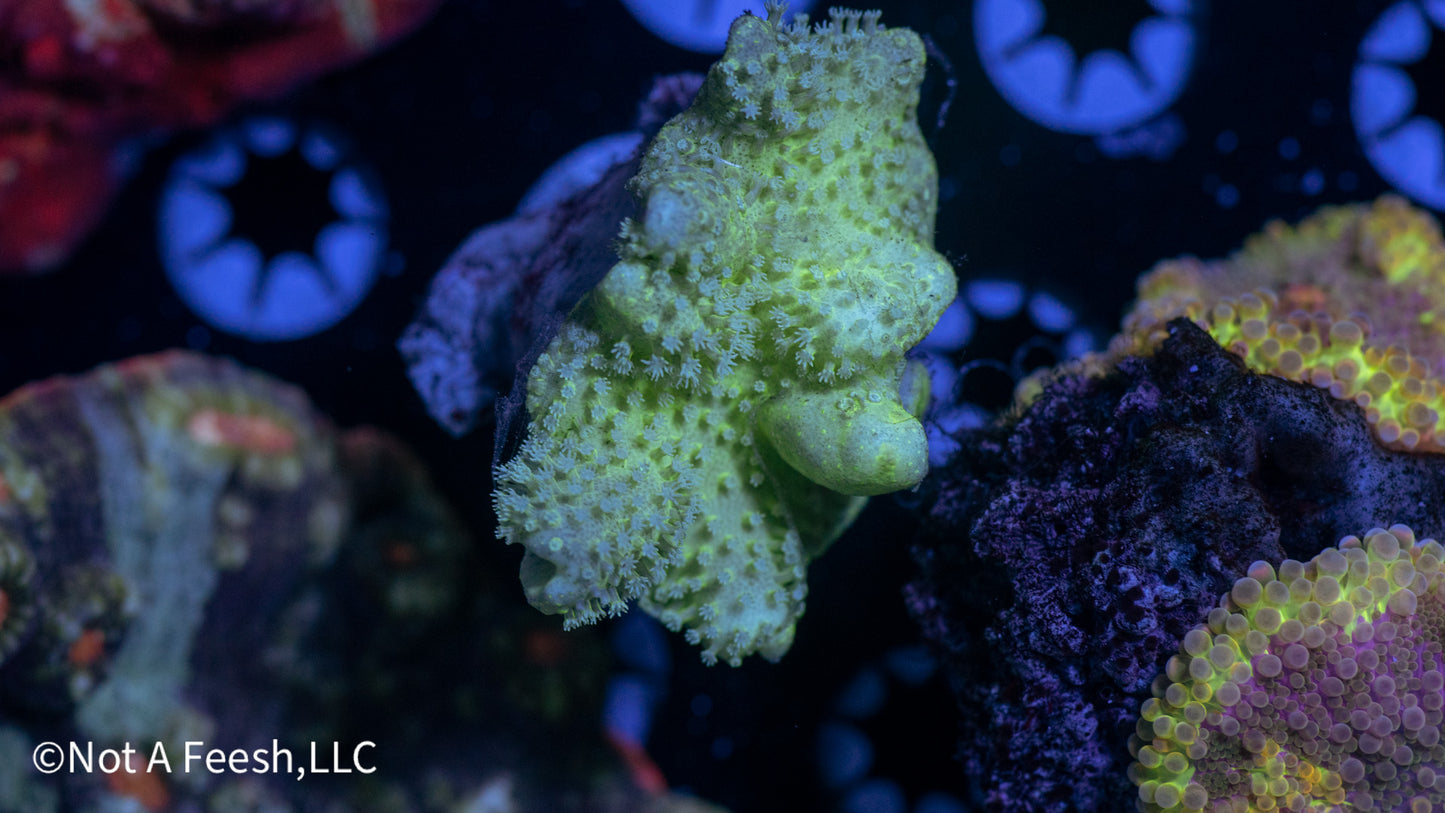 Crown Leather (small) (WYSIWYG)