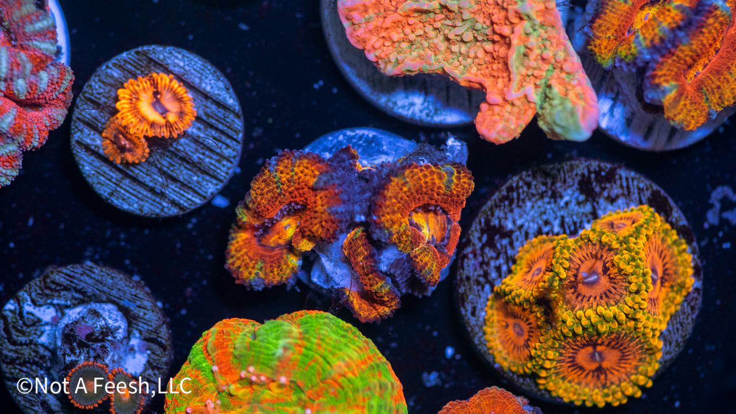 Rainbow Micromussa (WYSIWYG)