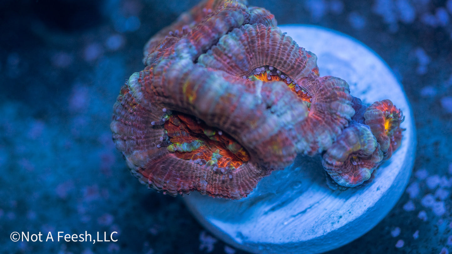 Rainbow Micromussa (WYSIWYG)