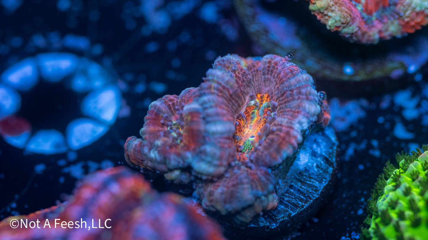 Rainbow Micromussa (WYSIWYG)