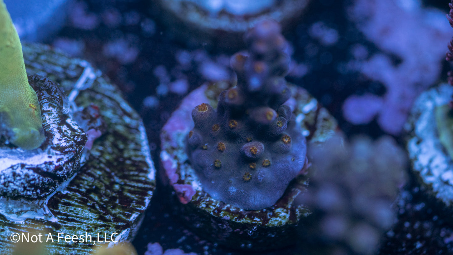 ARC Fireworks (WYSIWYG)