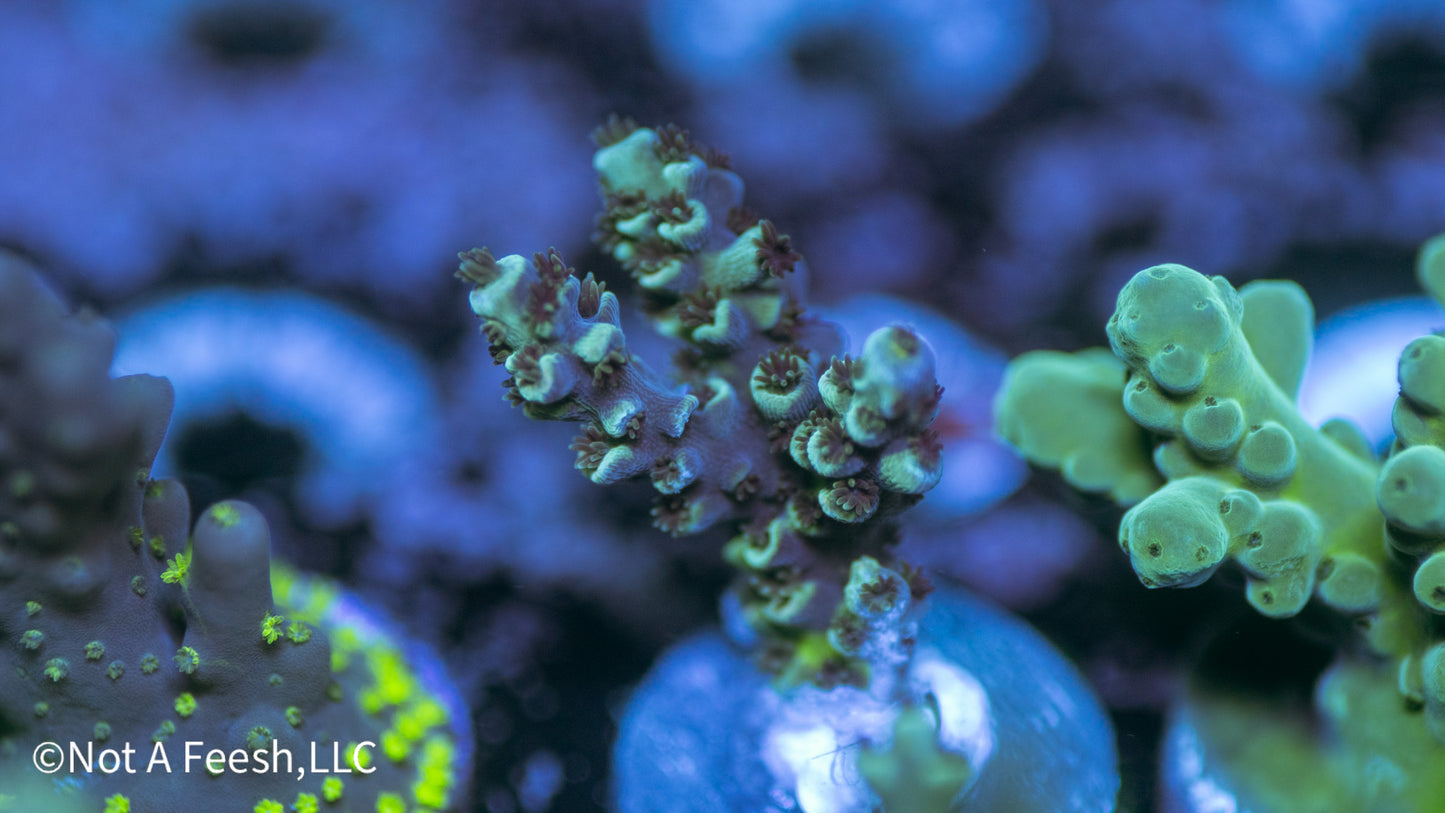 Acroproa striata (WYSIWYG)